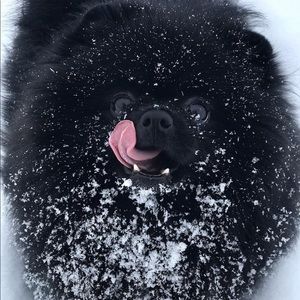 Meet your Posher, William